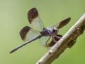 Uracis fastigiata (Large Woodskimmer) male.jpg